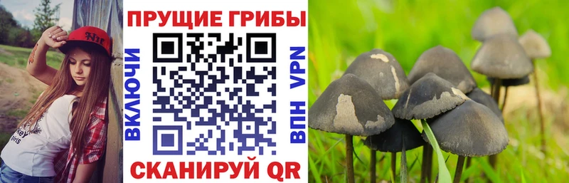 Галлюциногенные грибы Cubensis  Десногорск 